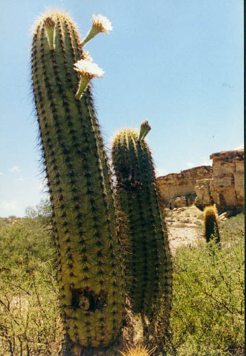 cactus_picante